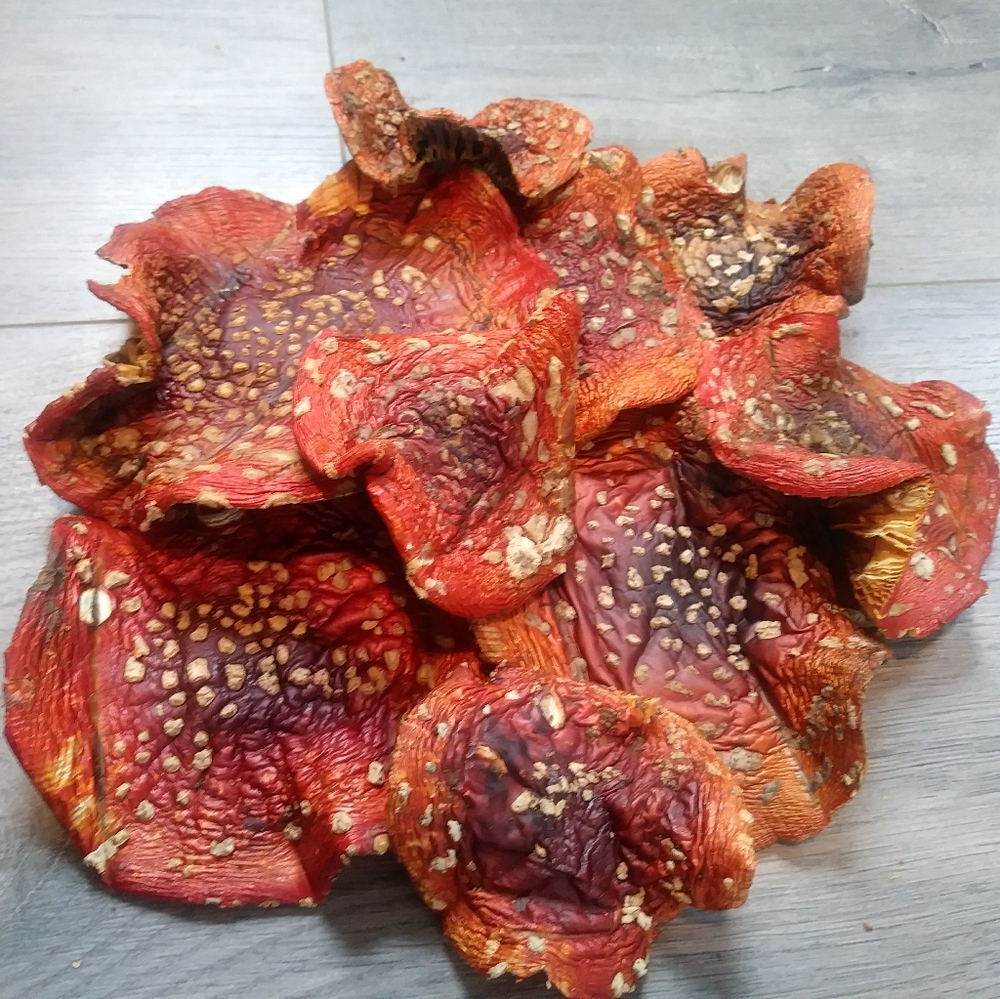 Dried Fly Agaric Caps amanita Mushroom